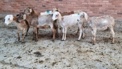6X FEMALE MEATMASTER LEPOA INVESTMENTS (Pay per Animal)
