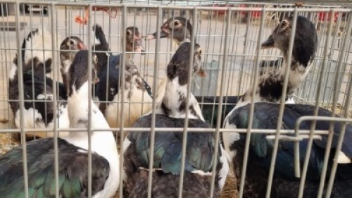 1+2X MALE + FEMALE MAKOU NU VINO (Pay per Animal)