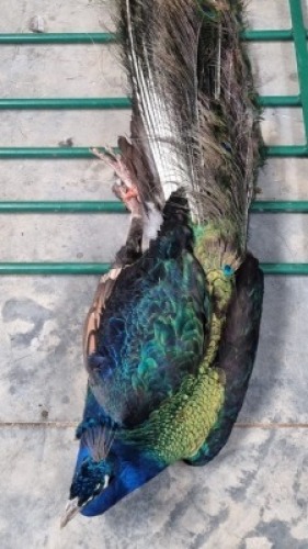 1X MALE PEACOCK WILLEM VAN HEERDEN