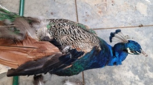 1X MALE PEACOCK WILLEM VAN HEERDEN