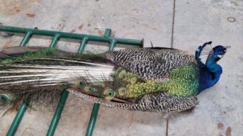 1X MALE PEACOCK WILLEM VAN HEERDEN