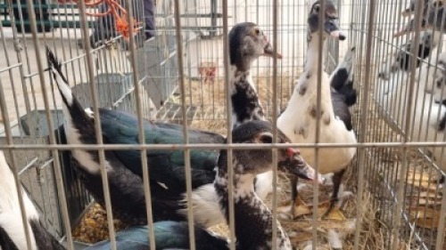 1+2X MALE + FEMALE MAKOU NU VINO (Pay per Animal)