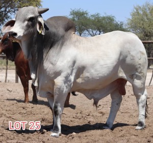 1X Grey Brahman Bull Leon Voster