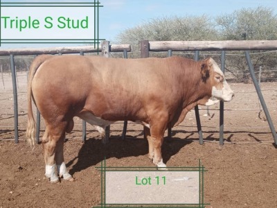 1X Simmental Bull Steven Vorster