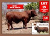 1X Drought Master Bull Wiehan's