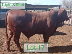 1X Santa Bull Steven Vorster