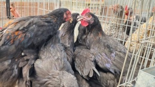 10X MALE + FEMALE HOENDERS/CHICKENS JUAN DE LANGE (Pay per Animal)
