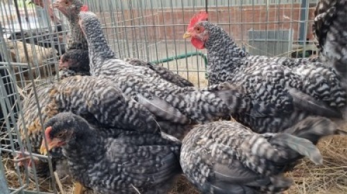 8X MALE + FEMALE HOENDERS/CHICKENS JUAN DE LANGE (Pay per Animal)