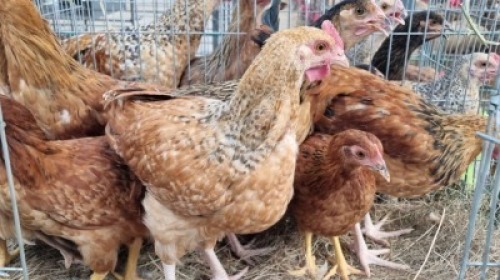 8X MALE + FEMALE HOENDERS/CHICKENS JUAN DE LANGE (Pay per Animal)