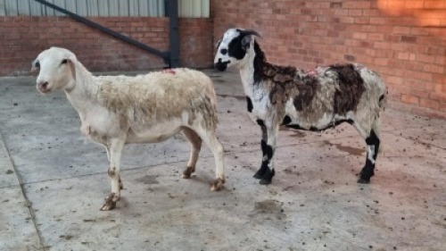 2X FEMALE MEATMASTER COIS DELPORT (Pay per Animal)