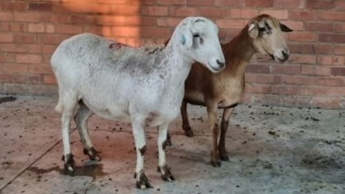 2X FEMALE MEATMASTER COIS DELPORT (Pay per Animal)