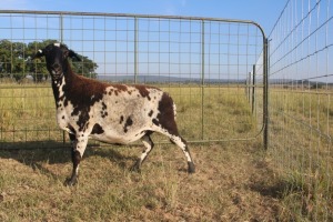 1X OOI/EWE J Afrika - Mandla Seopela - 082 044 4712