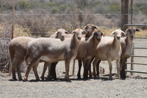 6X MEATMASTER OOI/EWE BIETOU MEATMASTERS (Pay per Animal)