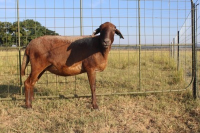 1X OOI/EWE J Afrika - Mandla Seopela - 082 044 4712 (Highest Bidder may choose A, B, C or D of Lot round or take all - Pay per piece. Choice once per Lot round, Rest to take all)