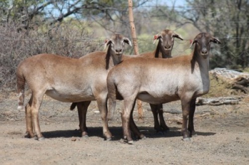 3X MEATMASTER OOI/EWE BIETOU MEATMASTERS (Pay per Animal)