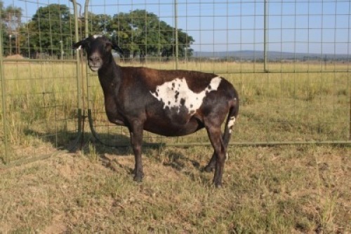 1X OOI/EWE J Afrika - Mandla Seopela - 082 044 4712