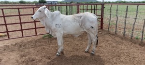 1X Grey Brahman Heifer Joshua Galeforolwe