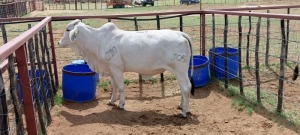 1X Grey Brahman Heifer Joshua Galeforolwe