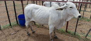 1X Grey Brahman Cow Joshua Galeforolwe