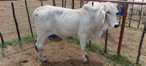 1X Grey Brahman Heifer Joshua Galeforolwe