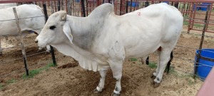 1X Grey Brahman Bull Joshua Galeforolwe