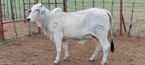 1X Grey Brahman Heifer Joshua Galeforolwe