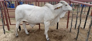 1X Grey Brahman Bull Joshua Galeforolwe