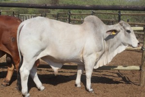 1X Grey Brahman Bull Joshua Galeforolwe