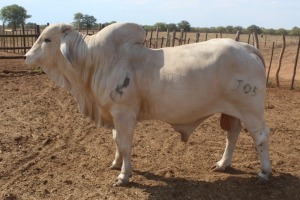 1X Grey Brahman Bull Joshua Galeforolwe