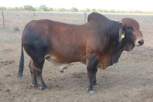 1X Red Brahman Bull Joshua Galeforolwe