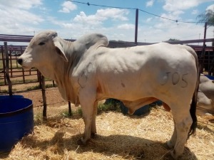 1X Grey Brahman Bull Joshua Galeforolwe