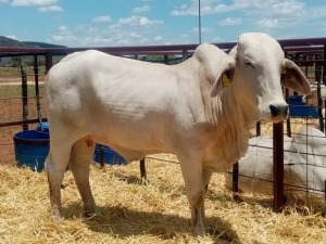 1X Grey Brahman Cow Joshua Galeforolwe