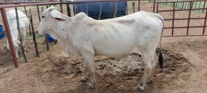 1X Grey Brahman Cow Joshua Galeforolwe