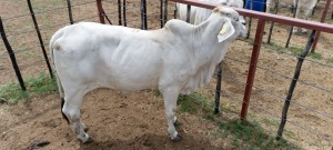 1X Grey Brahman Cow Joshua Galeforolwe