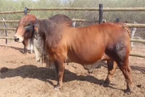 1X Red Brahman Bull Joshua Galeforolwe