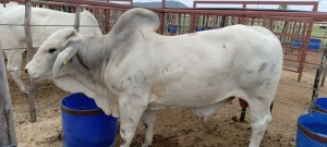 1X Grey Brahman Bull Joshua Galeforolwe