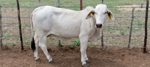 1X Grey Brahman Cow Joshua Galeforolwe