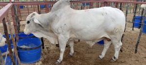 1X Grey Brahman Bull Joshua Galeforolwe