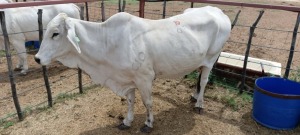 1X Grey Brahman Cow Joshua Galeforolwe