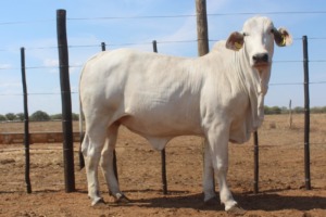 1X Grey Brahman Heifer Joshua Galeforolwe