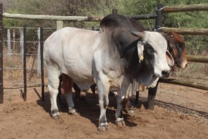 1X Grey Brahman Bull Joshua Galeforolwe