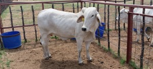 1X Grey Brahman Heifer Joshua Galeforolwe