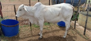 1X Grey Brahman Cow Joshua Galeforolwe