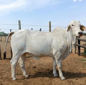 1X Grey Brahman Heifer Joshua Galeforolwe