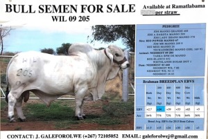 20X Grey Brahman SEMEN STRAWS WIL 09/205 Joshua Galeforolwe (Pay per straw)