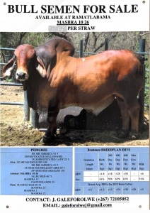 20X Red Brahman SEMEN STRAWS MAS 10/26 Joshua Galeforolwe (Pay per straw)