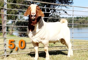 LOT 5 1 X BOERBOK RAM GREYLING BOERBOKSTOET -STOET/STUD