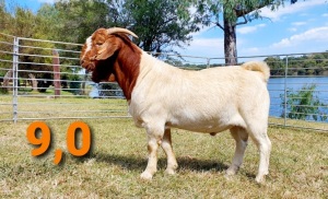 LOT 9 1 X BOERBOK RAM GREYLING BOERBOKSTOET KUDDE/FLOCK