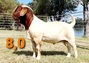 LOT 8 1 X BOERBOK RAM GREYLING BOERBOKSTOET KUDDE\FLOCK