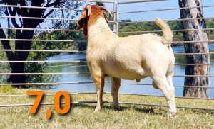 LOT 7 1 X BOERBOK RAM GREYLING BOERBOKSTOET - KUDDE/FLOCK